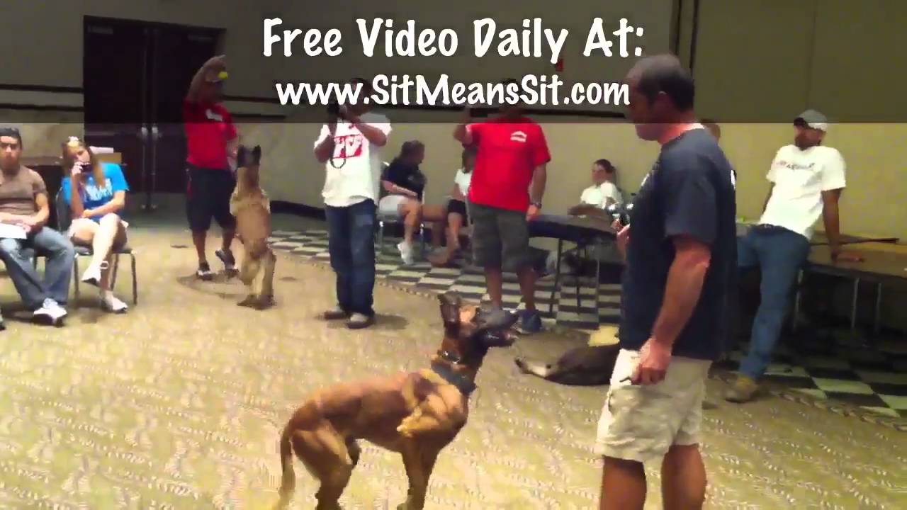 Dog Tricks - Try the 'T-Rex'