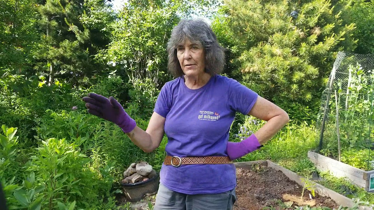Harvesting Comfrey to Enrich the Soil