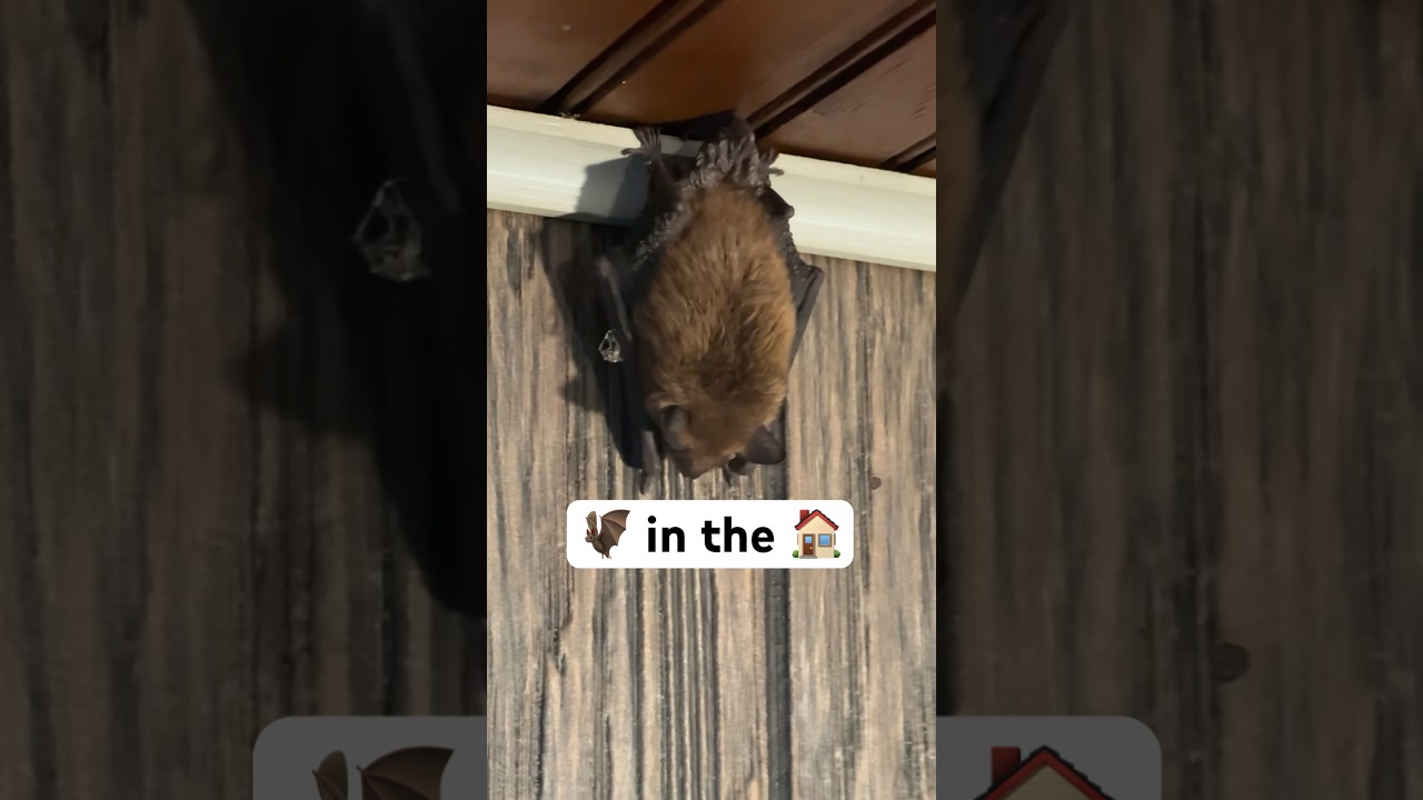 A bat got into our house!! #homesteadlife #animals #animalrescue