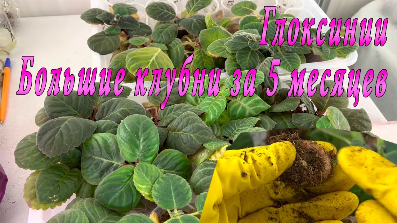 Глоксинии. Растим большие клубни