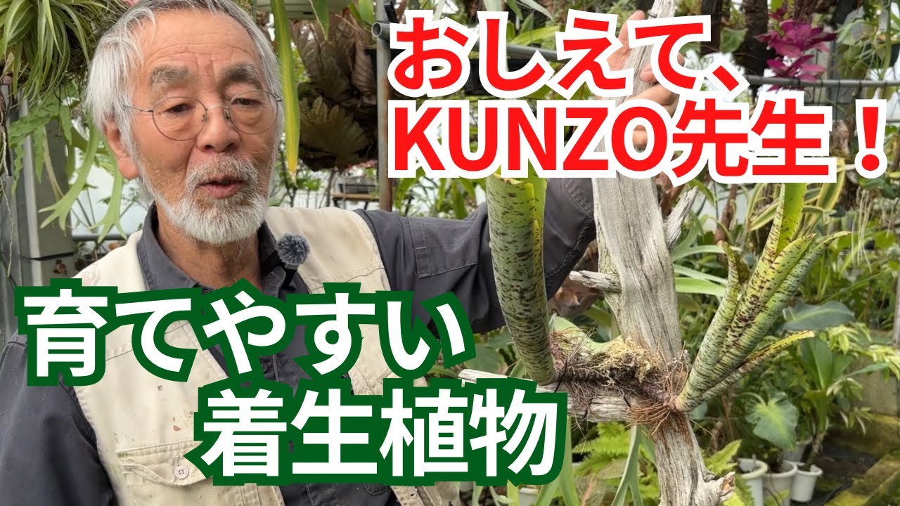 花宇宙・西畠勲造さんが選ぶ、初心者にオススメの着生植物