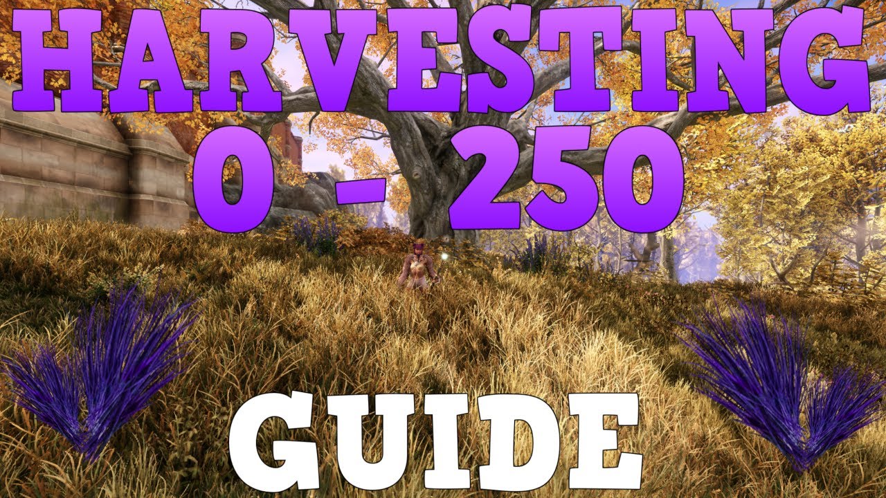 Ultimate Harvesting Guide 0 - 250 | New World: Aeternum