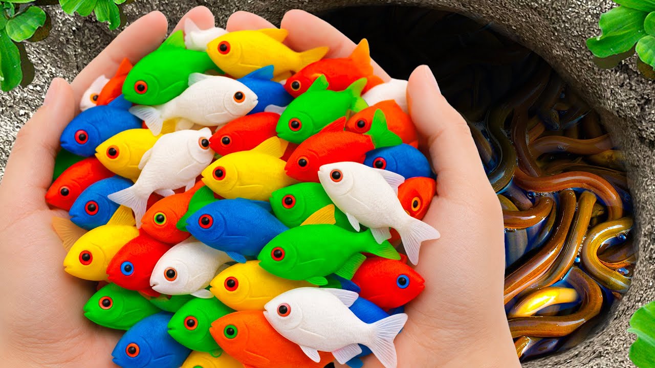 Catch Beautiful Aquarium Fish in Giant Colorful Egg, Betta Fish, Turtle, Pencil Fish, Carp, Goldfish