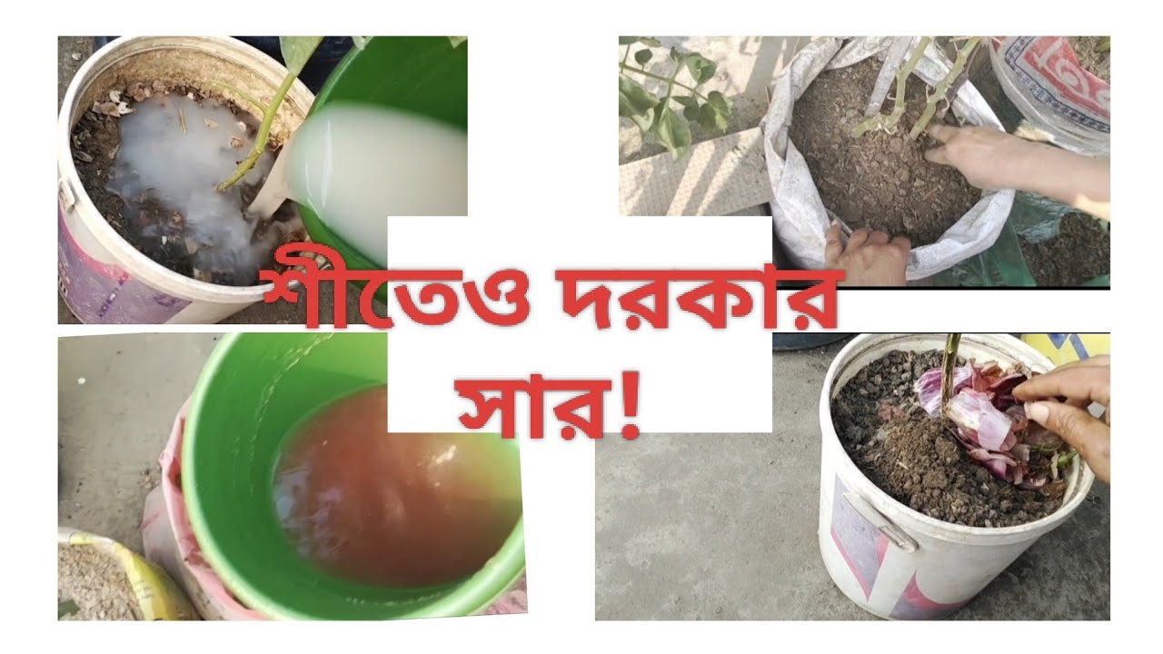 শীতকালে গাছে সার দেবেন যেভাবে। Winter Gardening Fertilizer Tips।ছাদবাগান #শীতকালে ছাদবাগানের যত্ন।