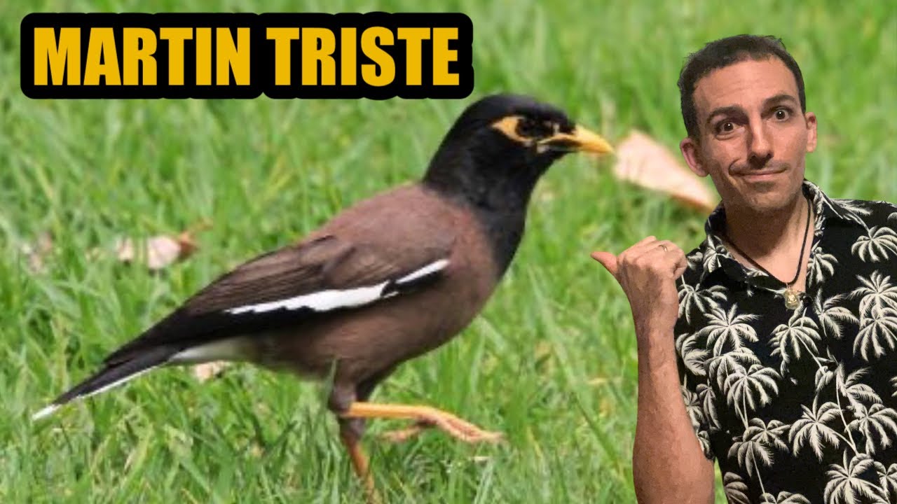 Cet OISEAU a tout pour être HEUREUX 🥰