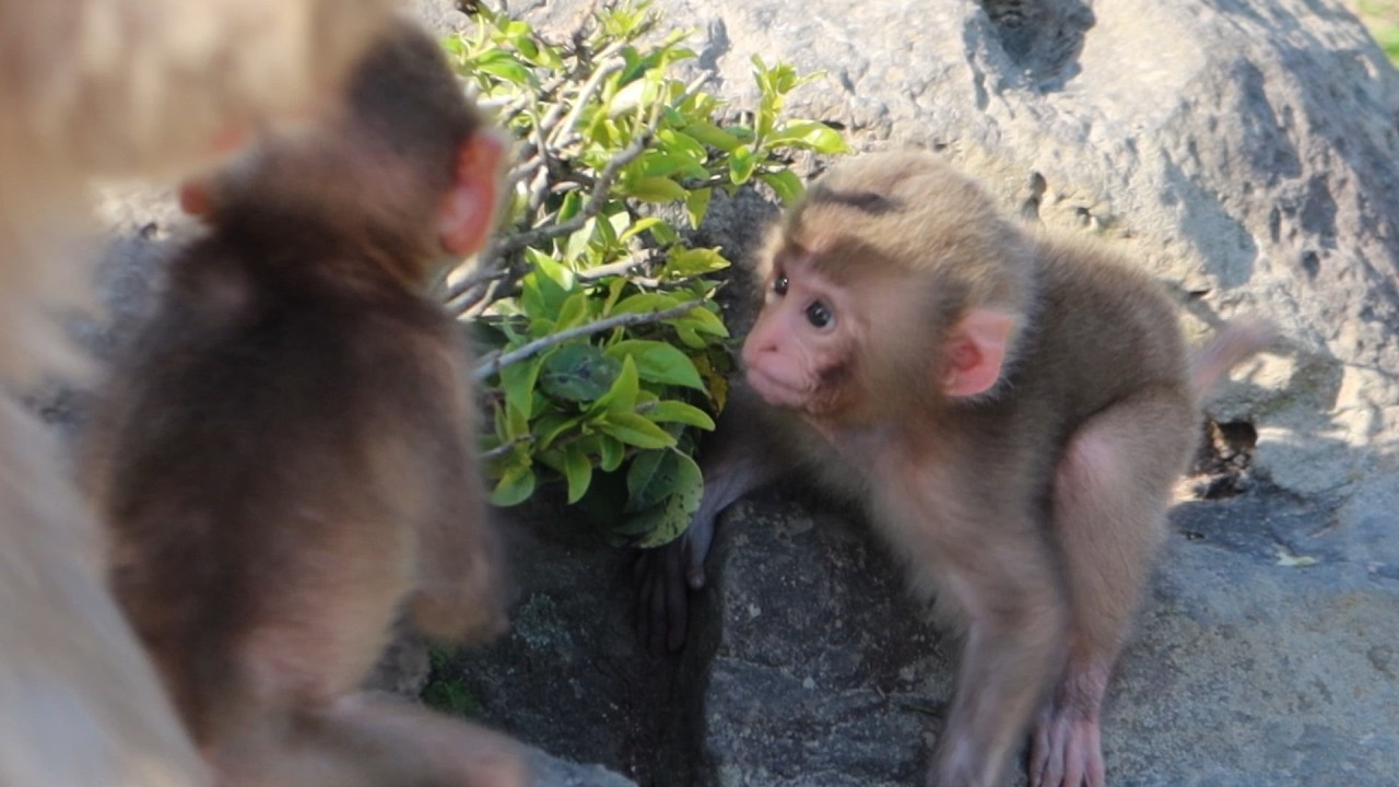 Ох, это ожидание! Маленькая обезьянка и еда, которая так близко / monpai monyet baby bibi monkey