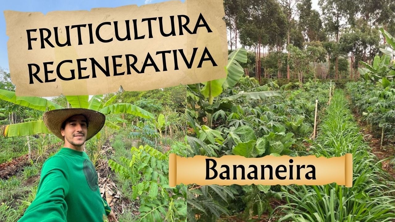 Fruticultura Regenerativa - Bananeira em Sistema Agroflorestal