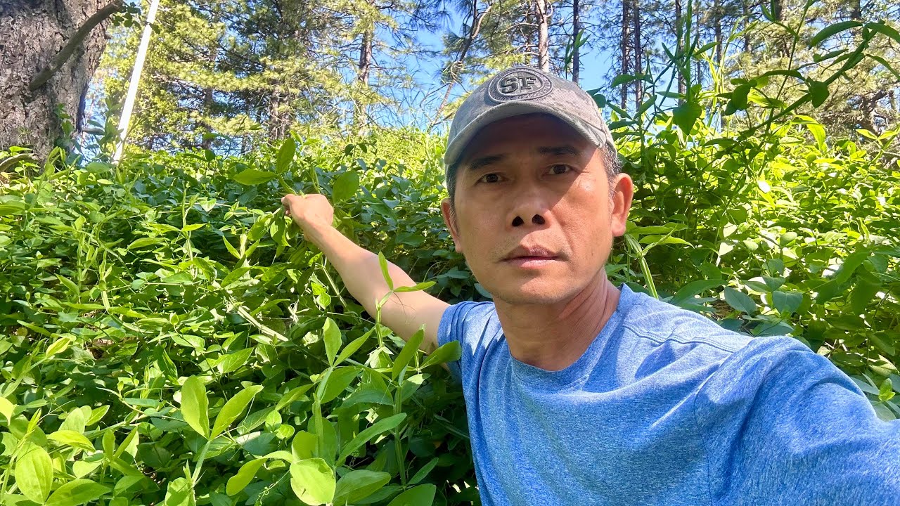 Mienh song: (thanks for kao jiem & Juah-mengh) Sang by: Dorn Chieng.