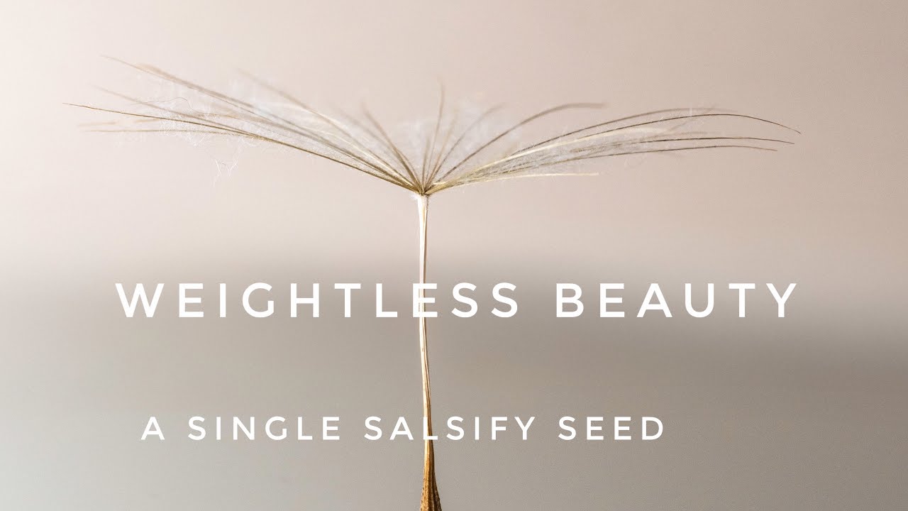 How I shot this Salsify seed reflection (£0 setup)