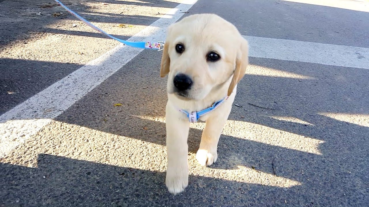 First Strolling 2 months old puppy _ Labrador Retriever cute dog XD