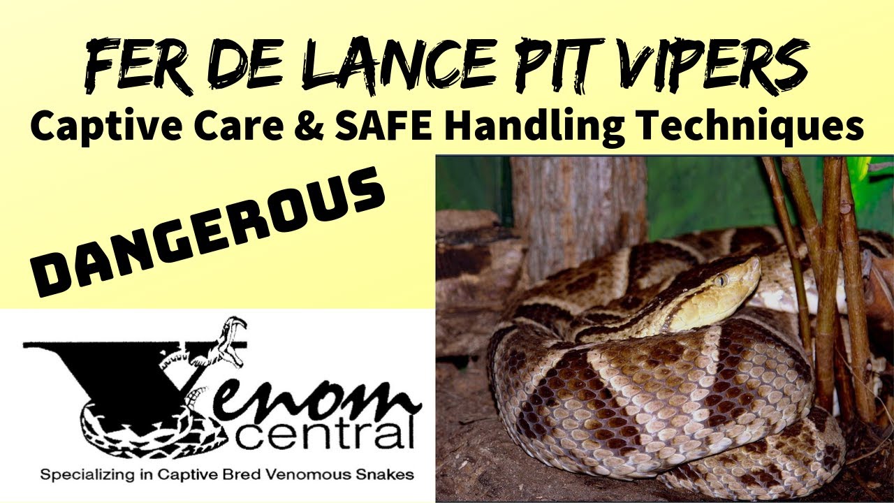 DEADLY Fer-de-Lance | SAFE handling venomous snakes