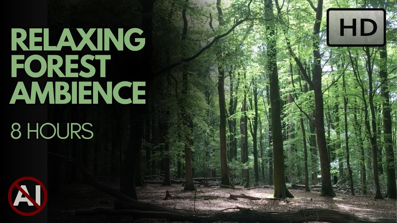 Relaxing forest birds chirping ambience for studying, sleep, and meditation. No AI