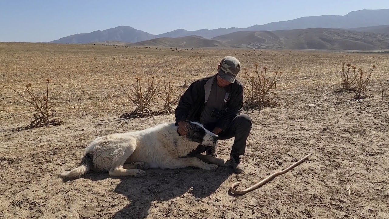 The Shepherd Doesn’t Feed Them Meat Three Times A Day — They Get It Themselves!