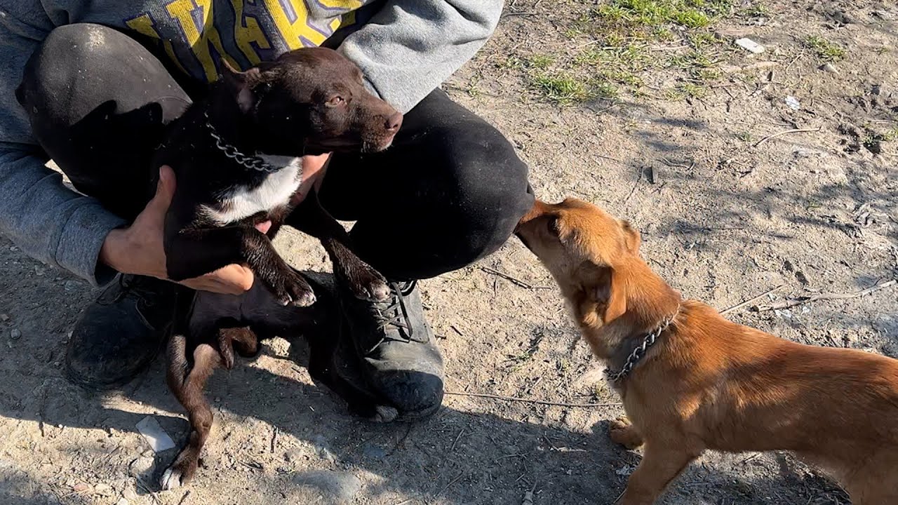 Они оставили маленьких собачек прикованных цепями за шею