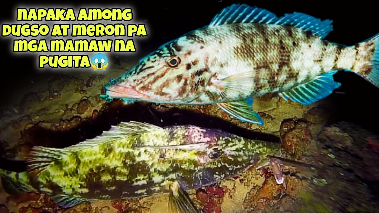 NAPAKA AMONG DUGSO AT MERON PA MGA MAMAW NA PUGITA😱 RE UPLOAD #fishing #fish #kapanatv #adventure
