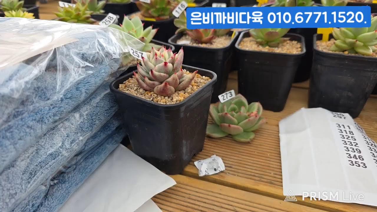 (2.26.목) 은비까비다육 #금다육 #식물 #흙 #라이브 방송