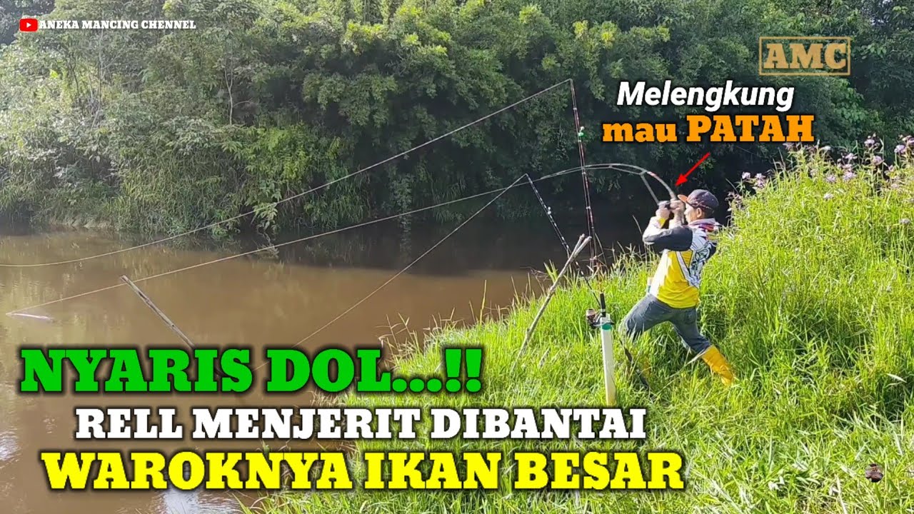 TIADA OBAT..!!Strike Ikan Besar Rell Menjerit Jerit Kuat Sampai Ngos Ngosan