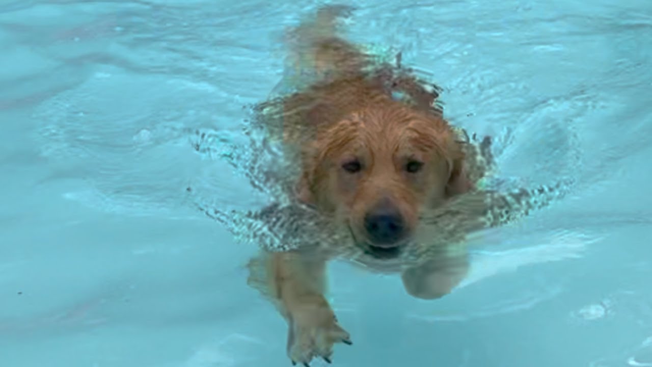 Golden Retriever Starts Swimming Laps in Pool