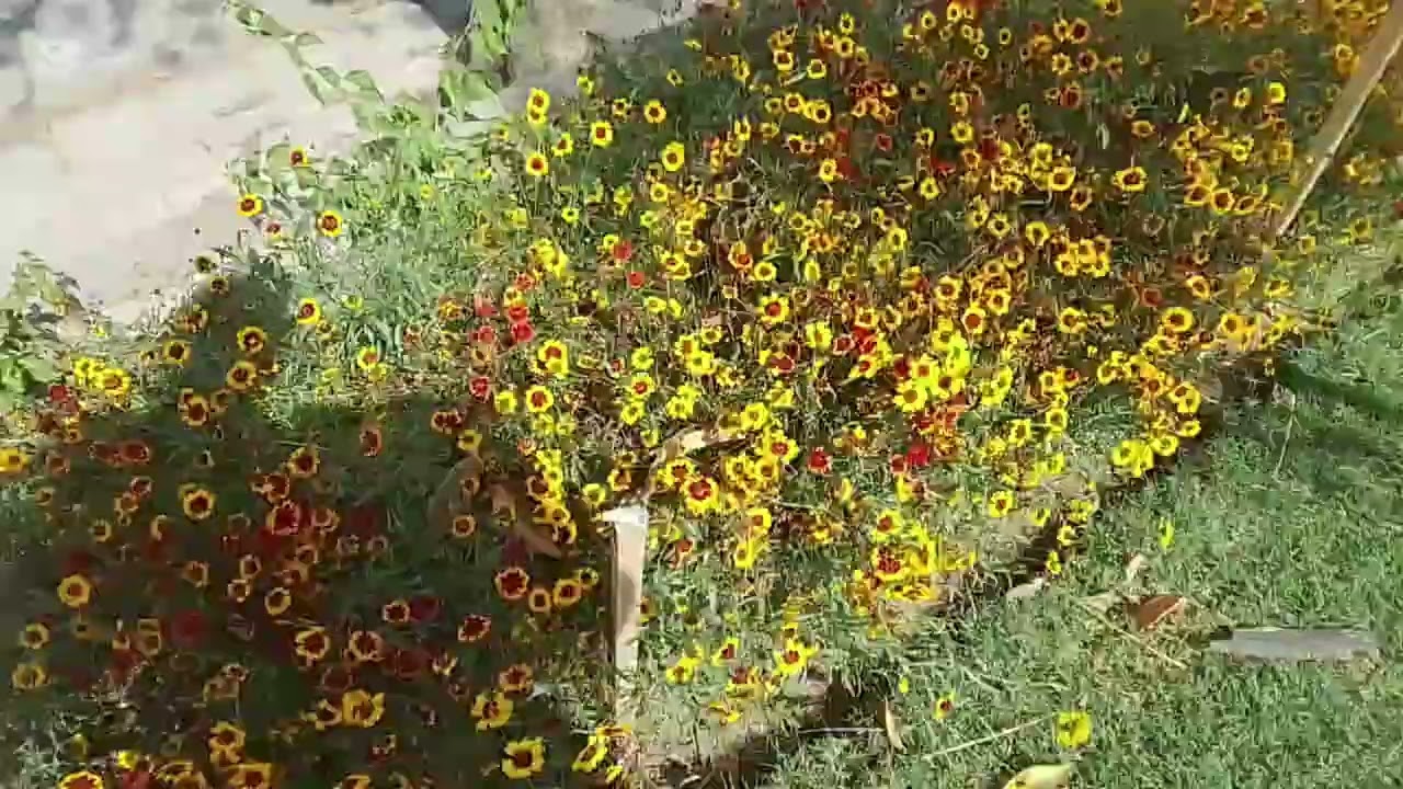 Courier pieces #flower#gardening #videos 