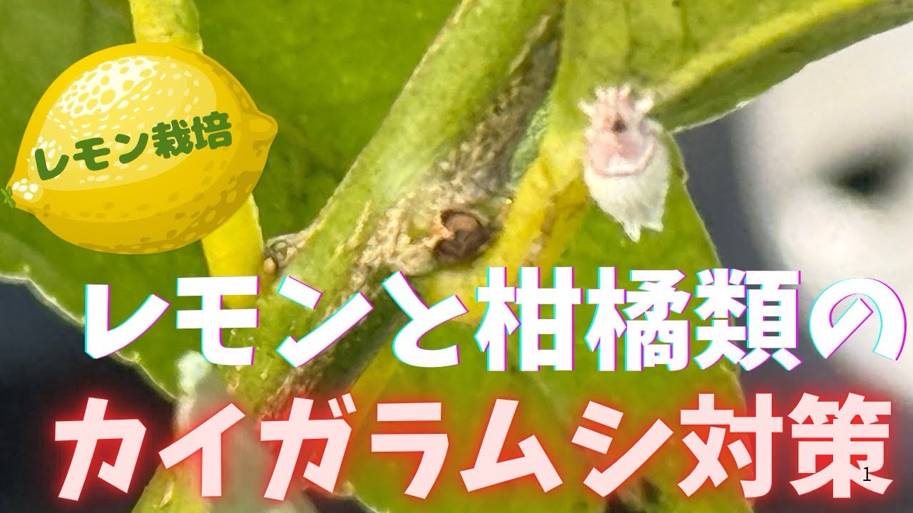 【レモン栽培】レモンと柑橘類にカイガラムシ対策しました。