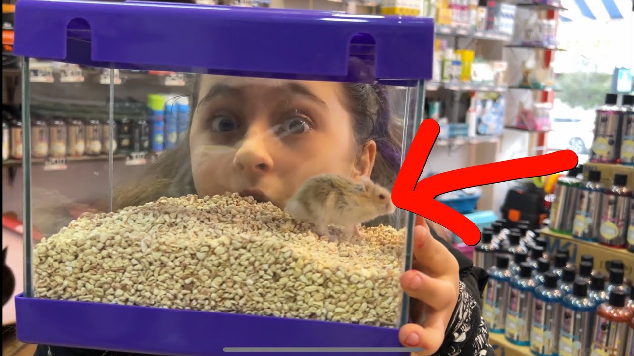 Aslı Yarene Hamster Aldık ❤️ &Ccedil;ok Sevindi İşte Evimizin Yeni &Uuml;yesi!!🥰