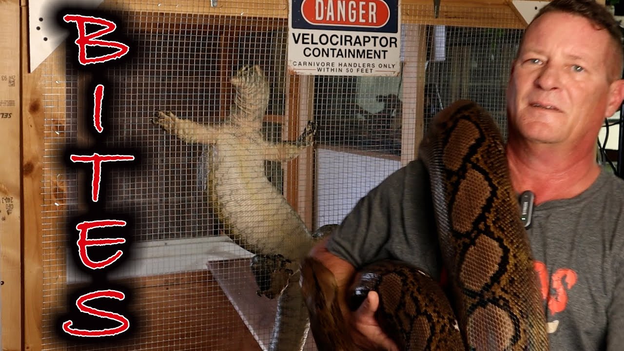 Bites From The Largest Reptile Species - How Bad Is It Really?