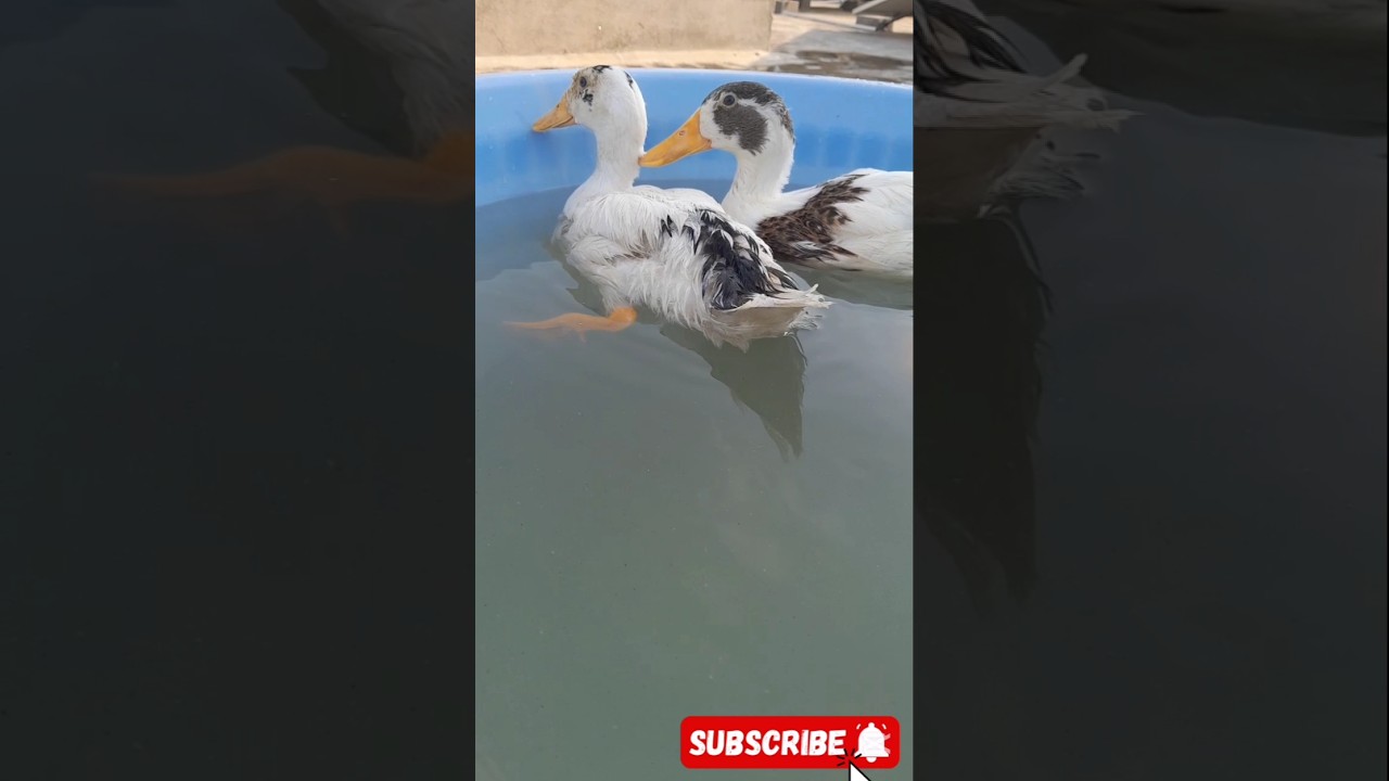 my ducks growth update#Ducks  #Ducklings  #DuckGrowth  #PetDuck