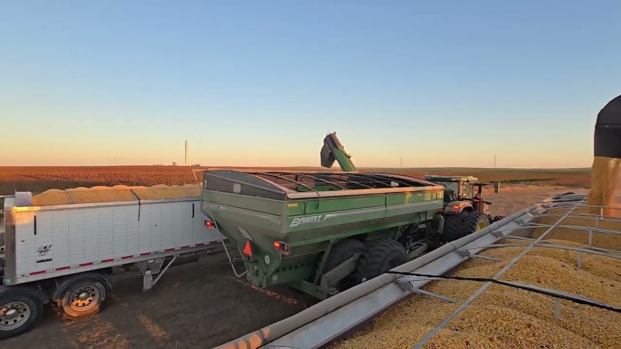 More High-Moisture Corn Action 🌽 | Feedlot Teamwork Building a Mountain of Corn!