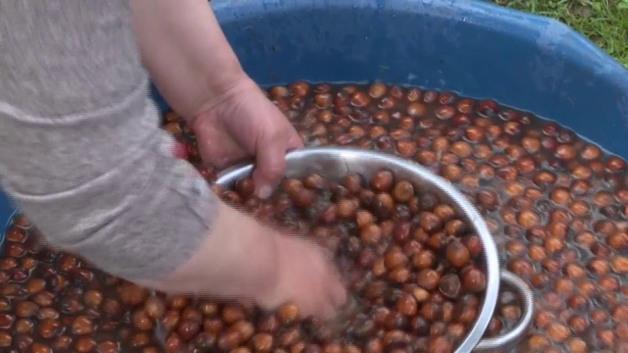 La empresa de dulces Ferrero, acusada de explotar a los recolectores de avellanas en Turquía