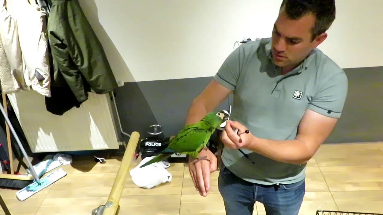 Chica training op en afstappen.