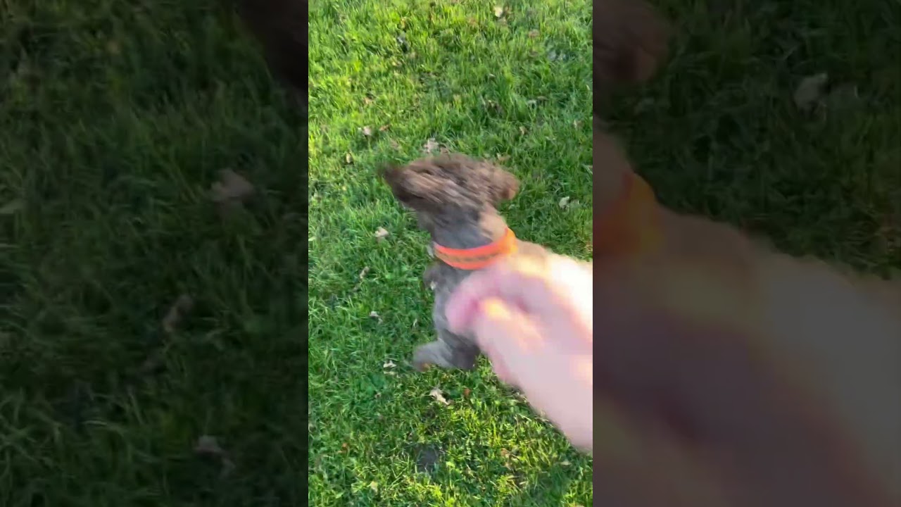 mein Freund Karl-Heinz 🐦‍⬛