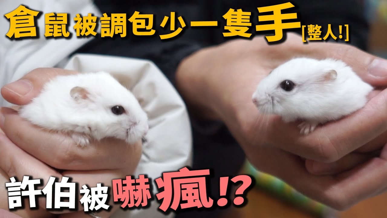 【整人】倉鼠被調包少一隻手!許伯嚇瘋?【許伯簡芝】整人PRANK