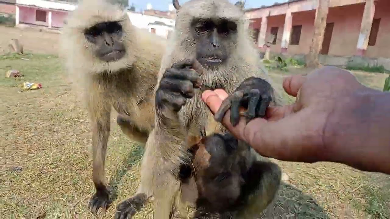 Monkey is hungry eat biscuit 🍪