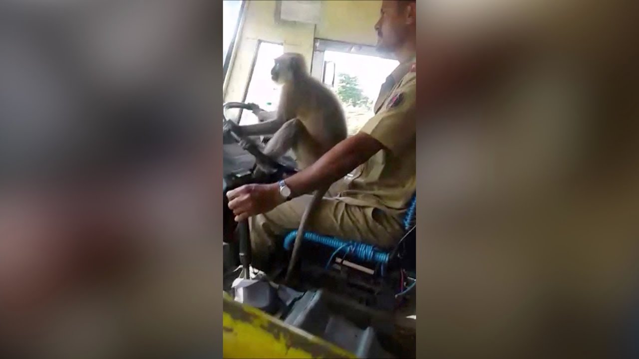 'Friendly' monkey helps bus driver steer in India
