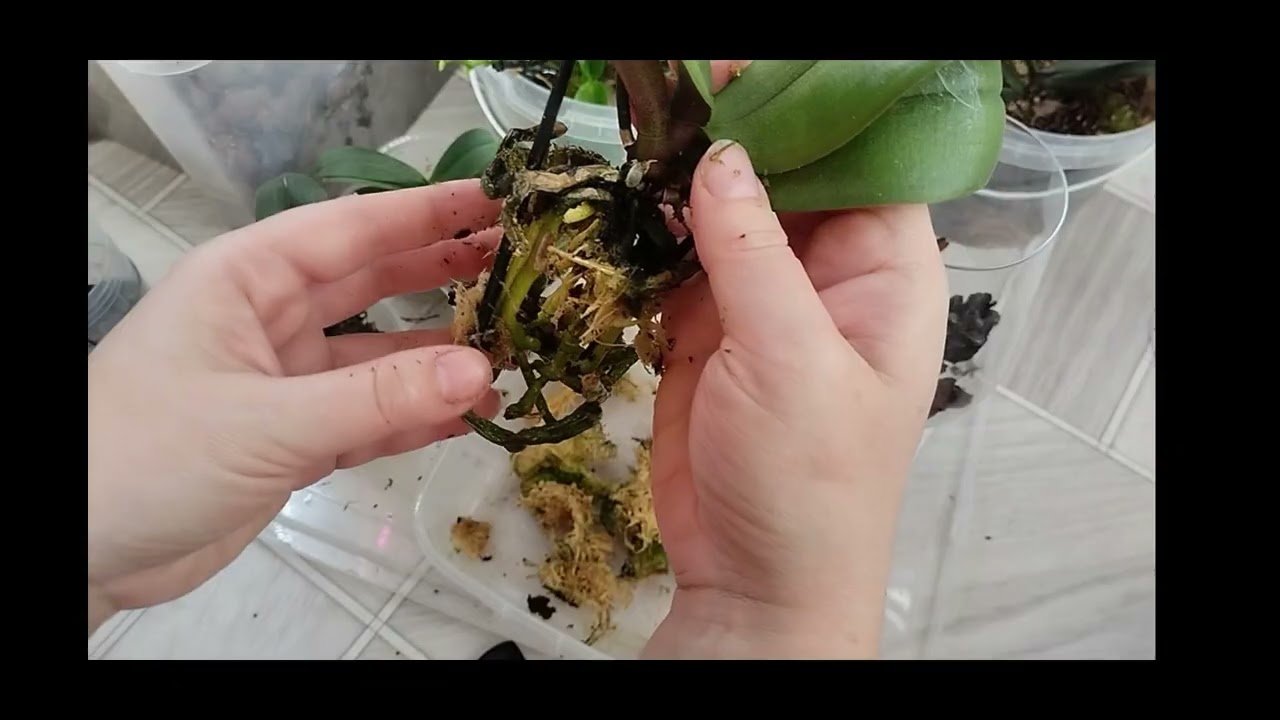 Пересадка орхидей 🌼.