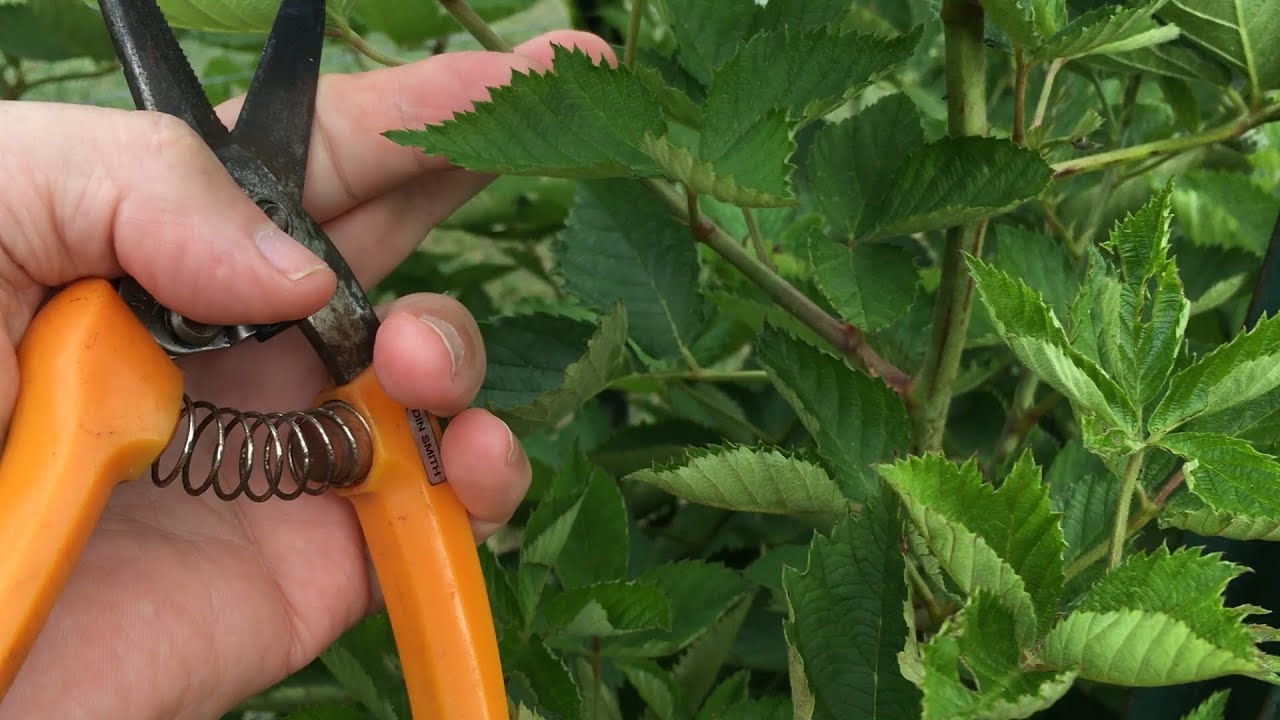 Pruning a FLORICANE Blackberry Is Different Than a PRIMOCANE - Know The Difference