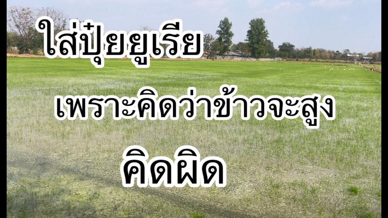 ต้นข้าวสูงได้โดยไม่ใช้ยูเรีย