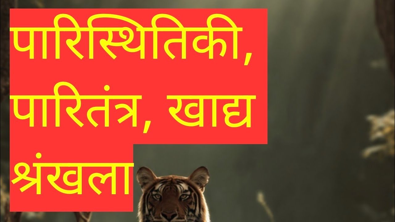 पारितंत्र, पारिस्थितिक, खाद्य शृंखला
