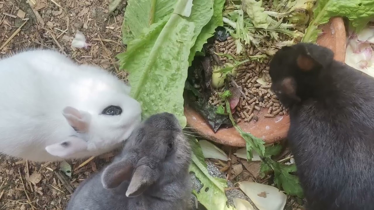 Pablo ve kardeşleri part - 2 #turkey #rabbit #family #travel #tavşan 