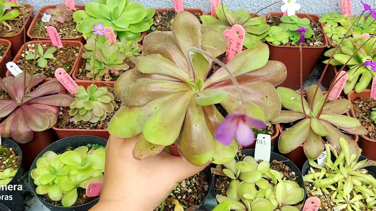 Pinguicula Agnata x Laueana | Planta carnívora | Floração | Cod P0042