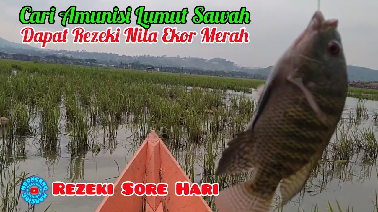 Strike Nila Ekor Merah Umpan Lumut Sawah ‼️ Mancing Rawa Pening Terbaru @mboncengmancing #91