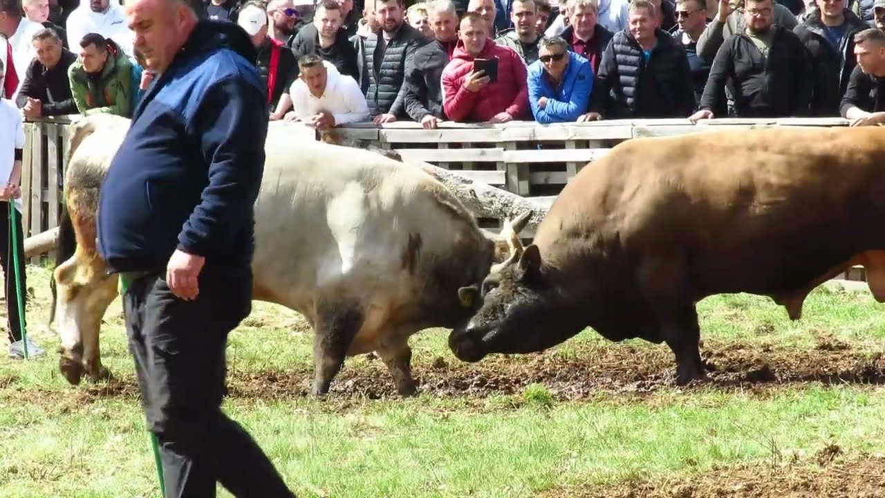 Sokol od braće Šakić vs Žuja od Kovaća kod Karla Posušje 2024