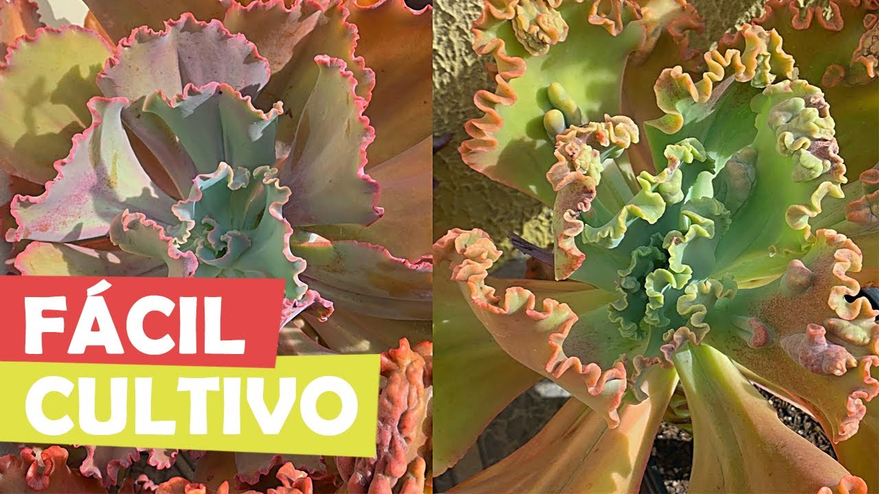 SUCULENTAS GIGANTES (GIBBIFLORA) DE FÁCIL CULTIVO PARA INICIANTES - SUCU LOVERS