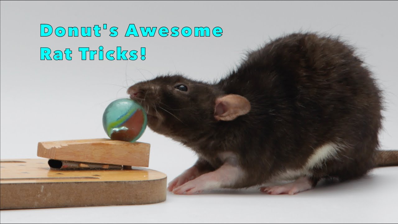 Incredible Rat tricks with Donut - Part 4!