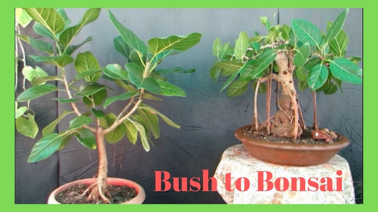 How to Make Bonsai/Banyan Bonsai/ Grafting Aerial Roots