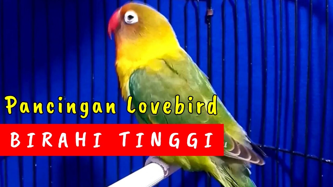 Lovebird Betina Birahi Buat Pancingan Lb Betina Birahi Bunyi & Lb Jantan Birahi Bunyi