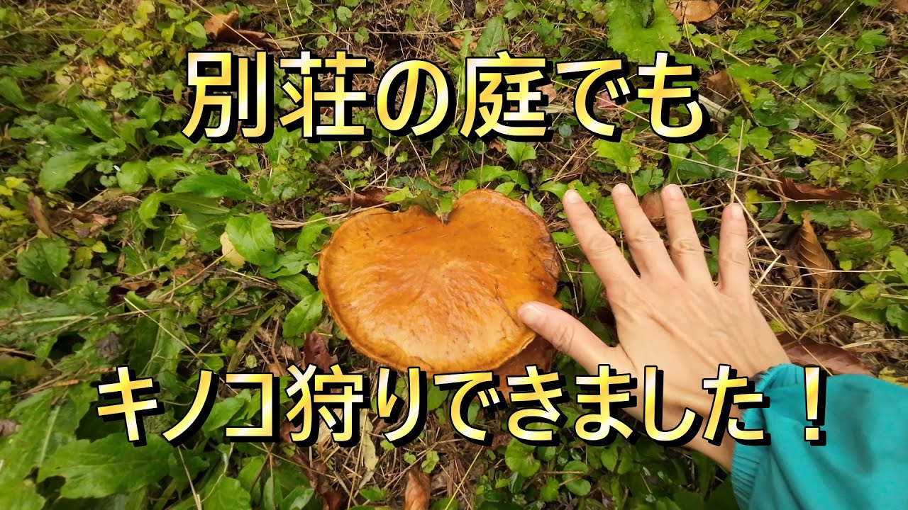【キノコ狩り】クリタケ、シモフリシメジ、ムレオオフウセンタケ、ムラサキシメジなど