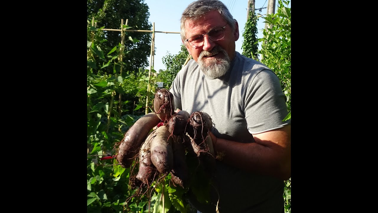 le 17/07/2022: Faut il couper les feuilles des tomates ? etc...