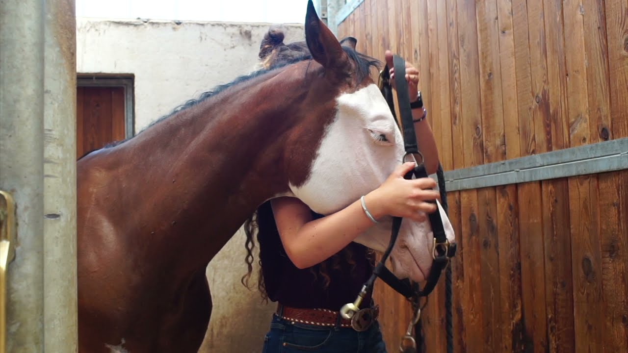 Double C Quarter Horses