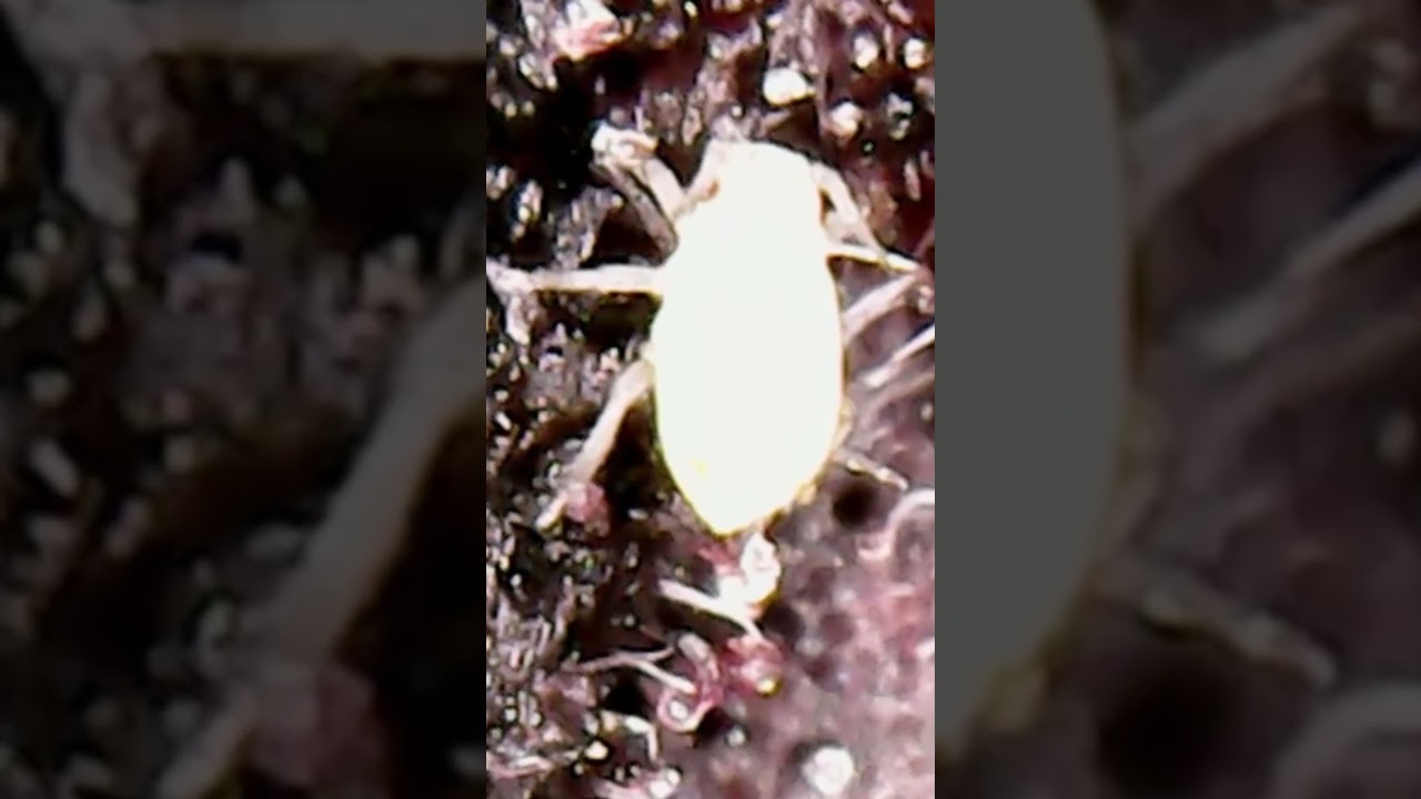 I was looking for my Trichomes but found this! WTF! How is this even real? #beetlejuice